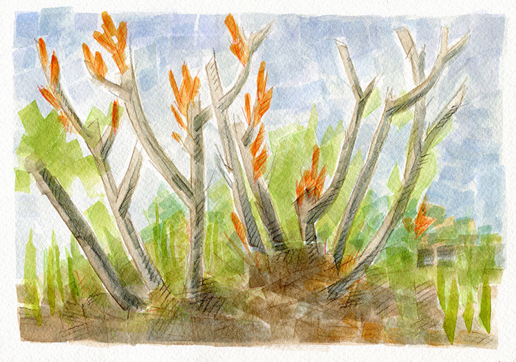 watercolor painting by Alexandria Levin